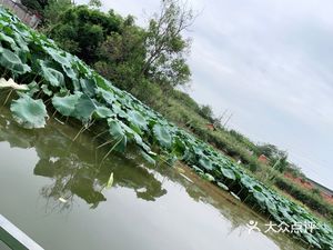 Li Brothers Fish Farm