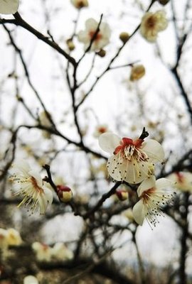 He Ding Ecological Farm