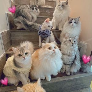 You Mao De · Dog Café · Cat Café