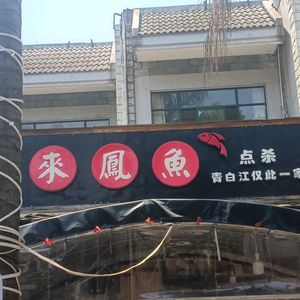 Pang Ge Lai Feng Fish