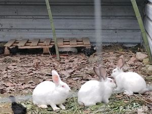 Tianyuan Fresh Rabbit Hot Pot