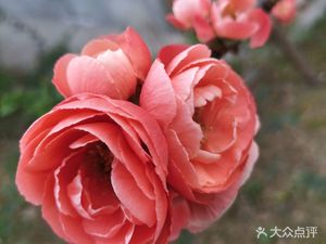 Rongcheng Ecological Rabbit Hot Pot