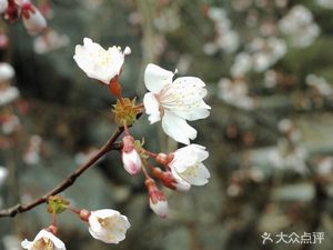 Yongyan Mountain Residence Restaurant