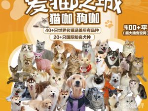 Cat City · Cat Café Dog Café · Cat & Dog Experience Center