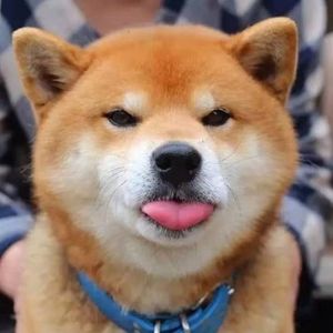 Chai Chai Coffee · Cat Color Pet Store