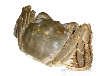 Liangzihu Crab (Greenland Central Plaza Store)
