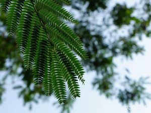 Rongping Coffee (Nanguo Mingzhu Phase II Store)