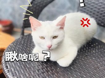 Qili Qingchuan Double Mama