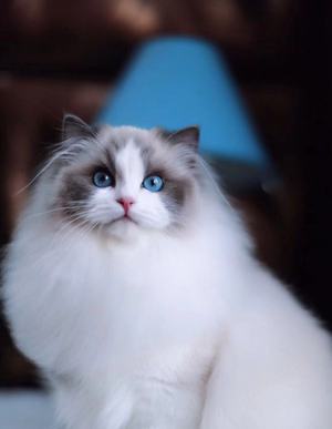 Mu Qiao Cat Cafe (Jianghan Road X118 Branch)