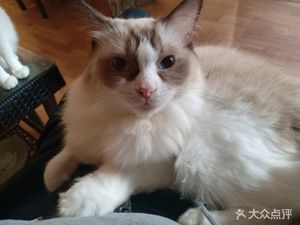 Duo Mi Coffee · Cat Coffee
