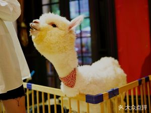 Mao Se Coffee · Cat Café