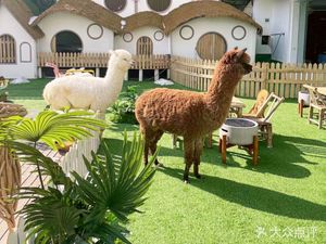 QI Lou de Mao · Angora Giant Rabbit & Cat Coffee