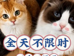 Cat Society Cat Cafe (Jianghan Road Hankou STAY Branch)