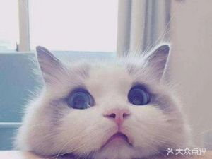 Cang Mao Ge · Cat Coffee