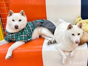 Shi Geng Quanyaa Club · Pet-Friendly · Dog Kindergarten (Baishalonghu Tianjie Branch)