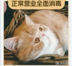 Miss Miao猫咖·猫咖啡体验馆(街道口店)