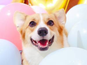 Short Leg's Revenge · Cat Cafe · Dog Cafe · Corgi · Dachshund · Dutch Rabbit · Golden Hamster · Husky...
