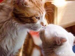 猫岛咖啡·猫咖·狗咖·小浣熊狐獴龙猫