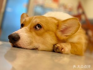 戒猫研究所 · Cat Café · Dog Café · Corgi