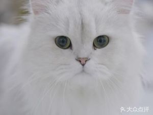 Ban Dong Tie Miao Cat Café (Jiedaokou Branch)