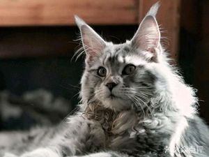 Da Da Mao Maine Coon Cat Cafe · Dog Cafe · Raccoon Meerkat Hall