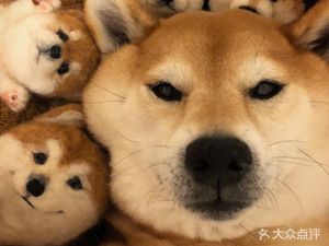 Da Ju Mao Pet · Cat Cafe · Dog Cafe · Corgi · Lop Eared Rabbit · Golden Hamster · Flower Mouse (...)