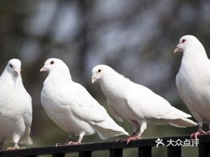 Xin Tao Pigeon (Zhouwei Community Branch)