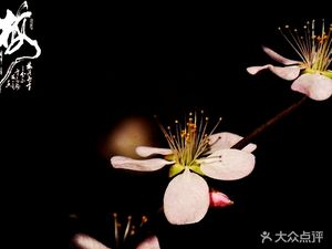 Dark Fragrance Gourmet Private Kitchen