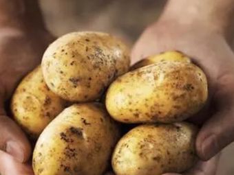 Guai Nanchi Potato (Night Market near City Management School Back Gate)