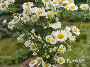 Feng Ji Home-style Dishes (Zhenglong Street Store)