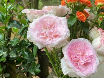 Mountain People's Home · Clay Pot Chicken · Specialty Fish · Whole Roasted Lamb (Visitor Center Branch)