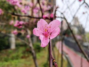 Niuxiangge Spicy Hotpot King (Congyan Second Road Branch)