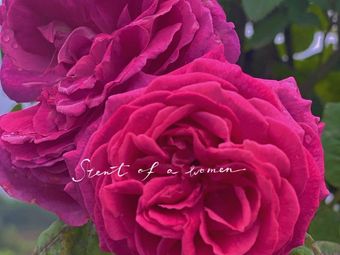 Seven Color Grand Manor