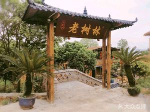 Laoshulin (Huangshan Branch)