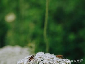 Tianchi Side Restaurant