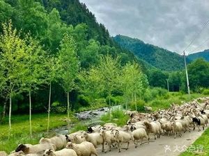Royal Roast Whole Lamb