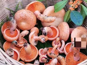 Wild Mushroom Soup Pot City