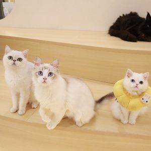 Cat Zone Coffee · Cat Café Gathering · Tabletop Games & Arcade