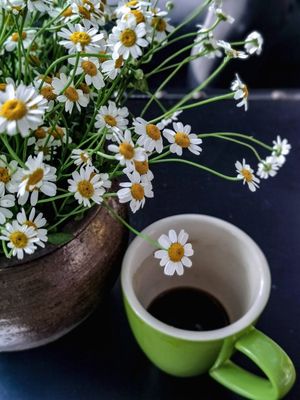 Zhang Shu Li Coffee · Afternoon Tea · Light Meals