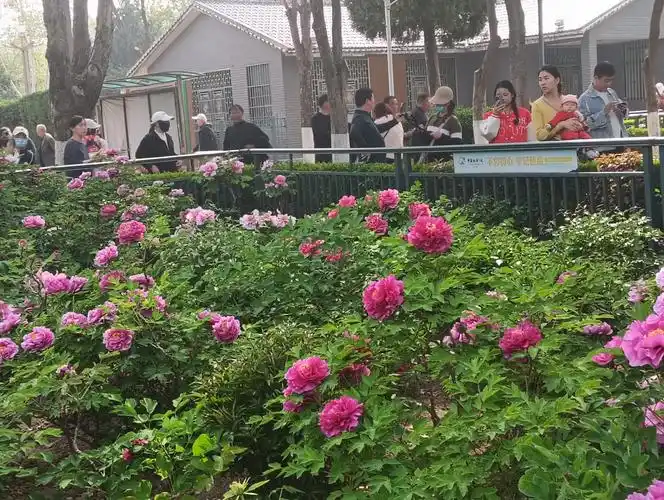 Heze Caizhou Mu Dan Jian Li Shi Chang