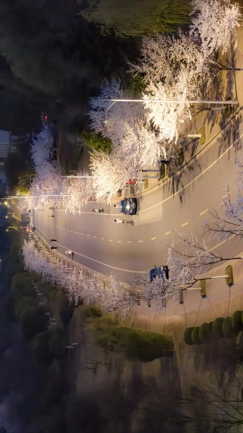 Jiangsu University Cherry Blossom Avenue