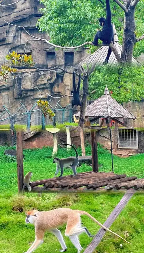 Changsha Ecological Animal Park