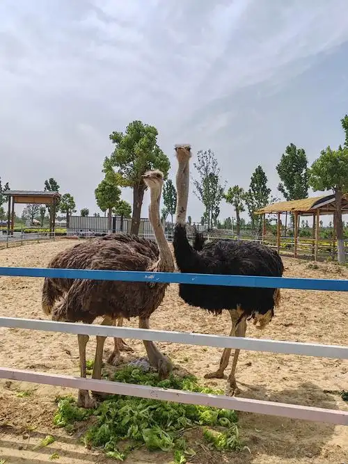 Zhumeidian Animal Park