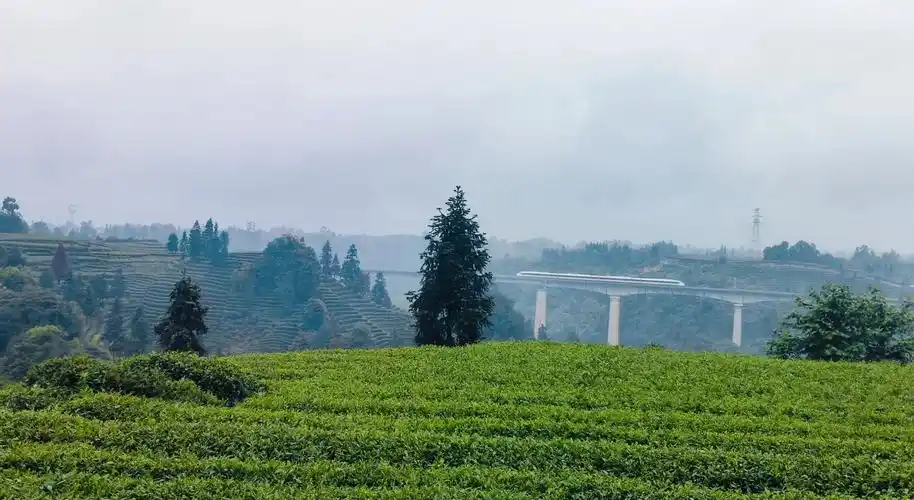 Mengshan Yunwu Tea Ecological Garden