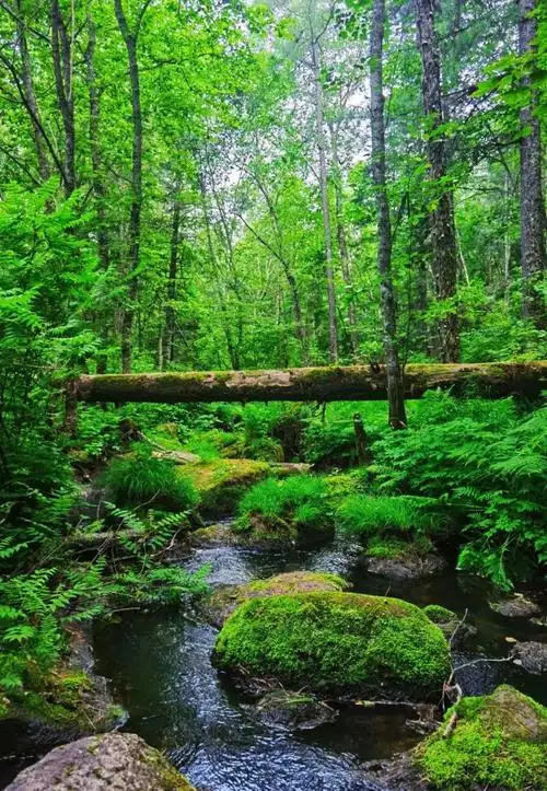 Wuying Primitive Forest