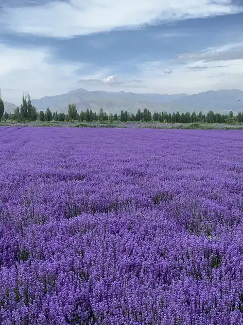 Hao Cheng Lavender Manor