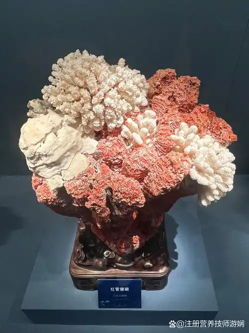 Coral Museum