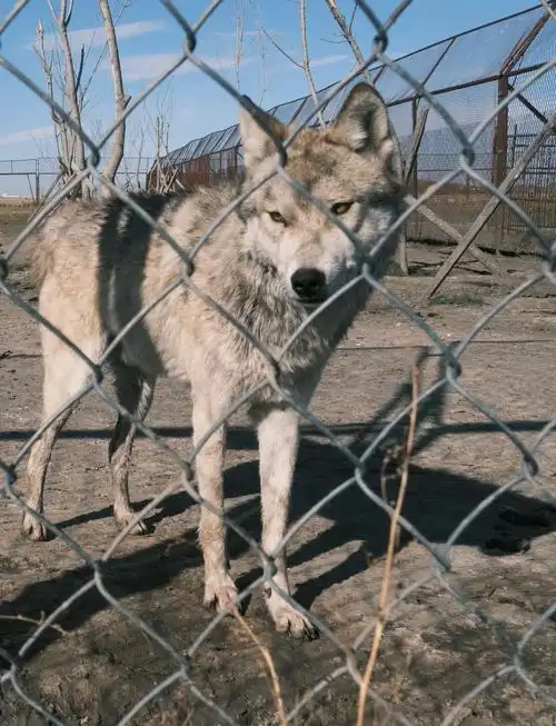 Hulunbeier Animal Park