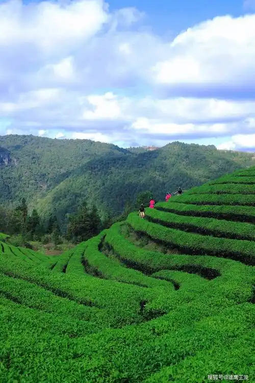 Zaxi Jiang Village Tea Garden