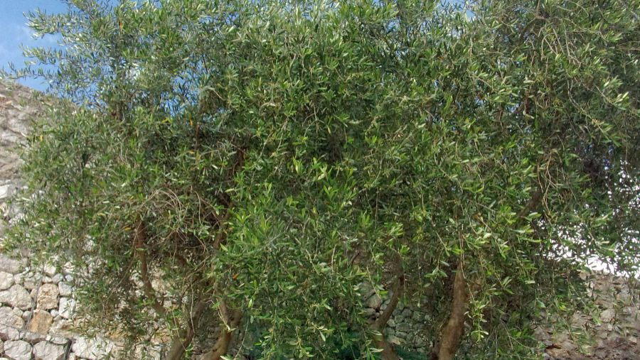 Jiemayi Shan Ancient Tea Forest